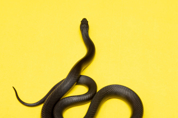 The Mexican black kingsnake (Lampropeltis getula nigrita) is part of the larger colubrid family of snakes, and a subspecies of the common kingsnake. - Photo, Image