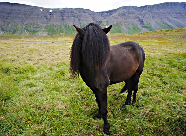 Sötétbarna izlandi ló bolyhos fekete mellső és sörény áll zöld fű hátterében a hegyek, ló közeli portré, táj. Állati témák, háziállatok - Fotó, kép