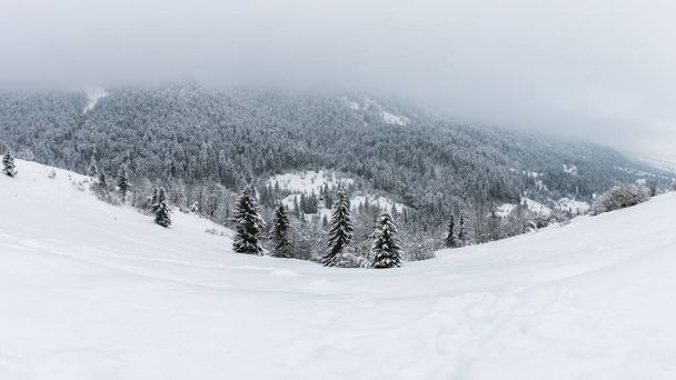 Scenic talvi maisema, hämmästyttävä panoraamanäkymät luminen vuoristosolaan, pilvinen harmaa taivas, lumen peitossa puita ja vuoria. Luonto ulkoilu tausta, Karpaatit, Synevyr pass, Zakarpattia - Valokuva, kuva