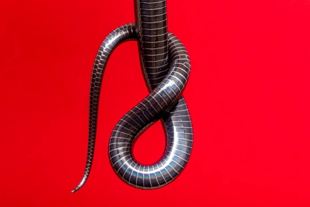 Details of the belly in the tail of a black snake. - Photo, Image