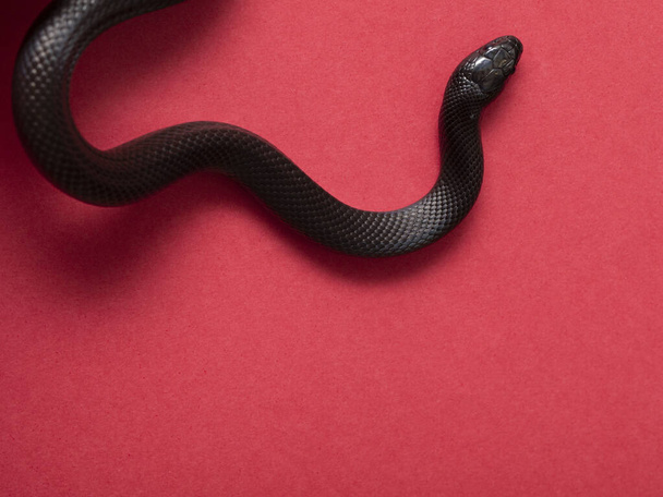 Мексиканська чорна змія (Lampropeltis getula nigrita) є частиною великої родини змій і підвиду звичайних королівських змій.. - Фото, зображення