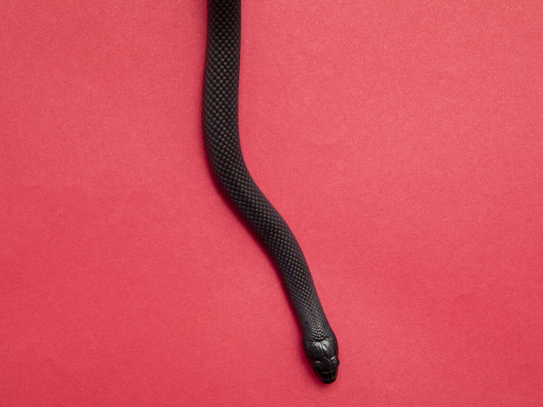 The Mexican black kingsnake (Lampropeltis getula nigrita) is part of the larger colubrid family of snakes, and a subspecies of the common kingsnake. - Foto, immagini