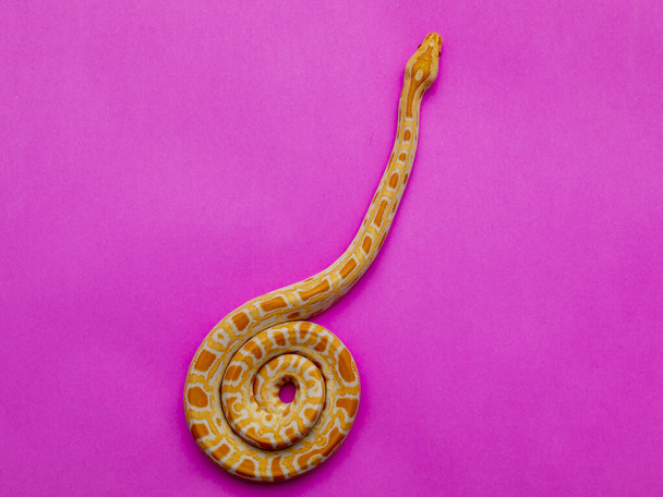 Python molurus bivitatusはヘビの最大の種の一つです。東南アジアの広い範囲に自生しますが、他の場所で侵入種として発見されています。 - 写真・画像
