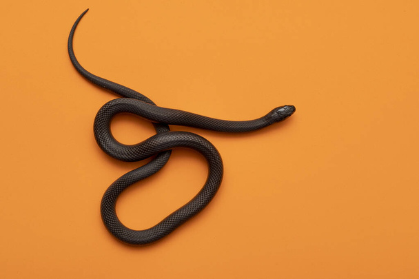 Мексиканская чёрная королевская змея (Lampropeltis getula nigrita) является частью более крупного семейства змей и подвидом обычной королевской змеи.. - Фото, изображение