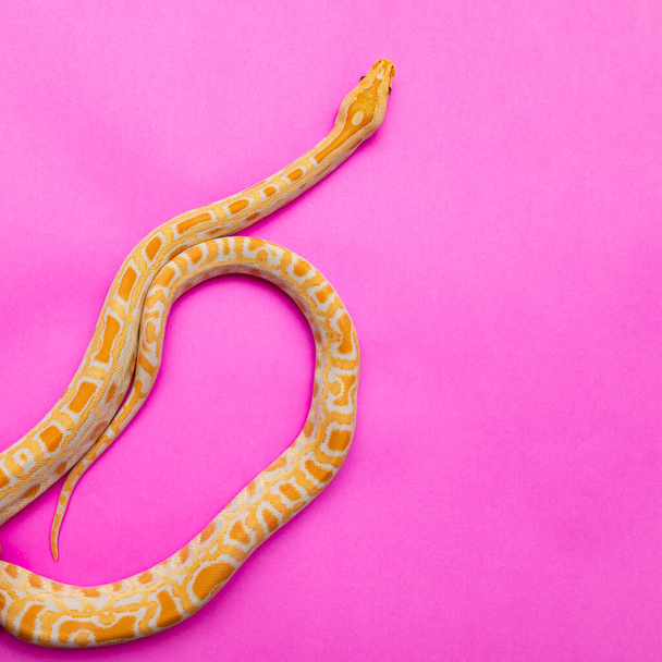 Python molurus bivitattus az egyik legnagyobb kígyófaj. Délkelet-Ázsia nagy részén őshonos, de máshol invazív fajként is megtalálható. - Fotó, kép