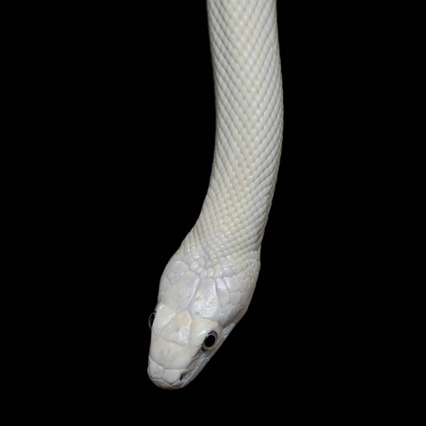 Elaphe obsoleta lindheimeri (Elaphe obsoleta lindheimeri) est une sous-espèce de serpent à rat, un colubridé non venimeux trouvé aux États-Unis, principalement dans l'État du Texas.. - Photo, image