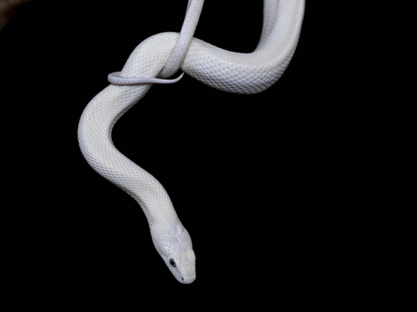 The Texas rat snake (Elaphe obsoleta lindheimeri ) is a subspecies of rat snake, a nonvenomous colubrid found in the United States, primarily within the state of Texas. - Photo, Image
