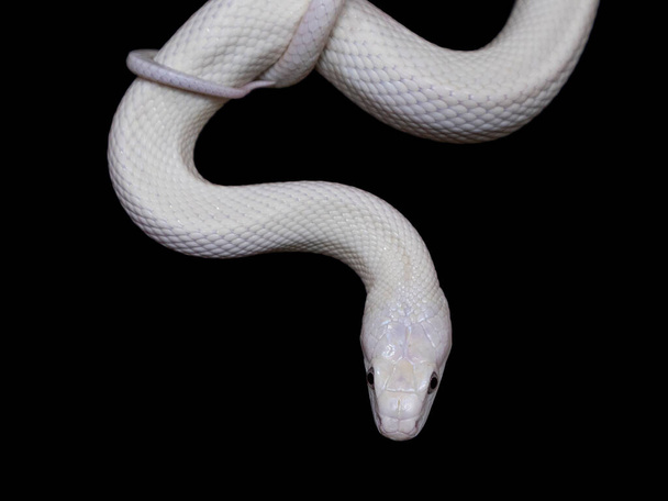 The Texas rat snake (Elaphe obsoleta lindheimeri) - підвид щурової змії, неотруйний гібрид, що зустрічається в Сполучених Штатах Америки, в першу чергу в штаті Техас.. - Фото, зображення