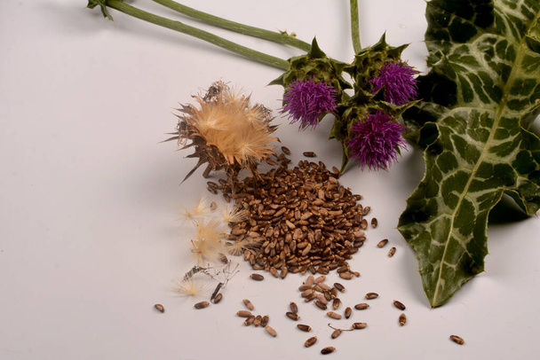 Seeds of a milk thistle with flowers (Silybum marianum, Scotch Thistle, Marian thistle ) Close-up on white background.herb milk thistle silybum marianum on white background - Photo, Image