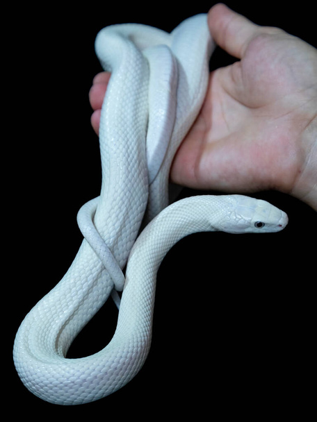 De Texaanse rattenslang ("Elaphe obsoleta lindheimeri") is een slang uit de familie rattenslangen ("Elaphe").. - Foto, afbeelding