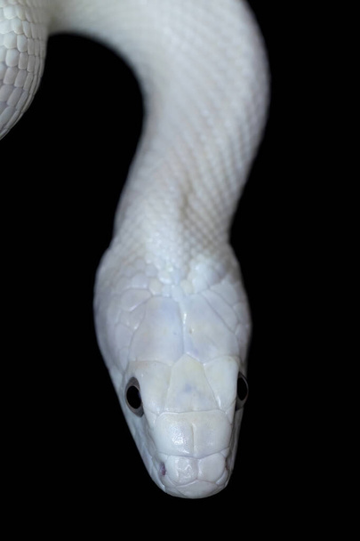 テキサス・ラット・スネーク（英語: Texas rat snake 、 Elaphe oldetta lindheimeri）は、アメリカ合衆国テキサス州を中心に発見されたヘビの亜種である。. - 写真・画像