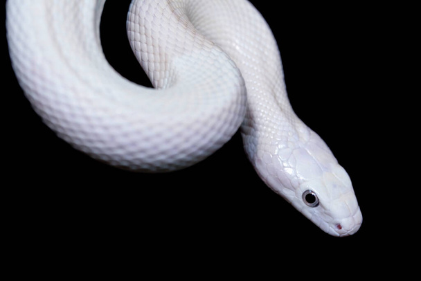The Texas rat snake (Elaphe obsoleta lindheimeri ) is a subspecies of rat snake, a nonvenomous colubrid found in the United States, primarily within the state of Texas. - Photo, Image