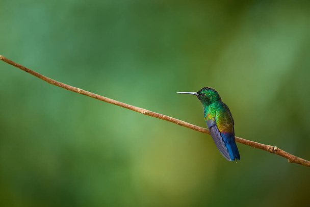 Beija-flor-de-garganta-ardente, insignis Panterpe, pássaro de cor brilhante. Cena de vida selvagem da floresta tropical. Montanha animal brilhante da Costa Rica - Foto, Imagem