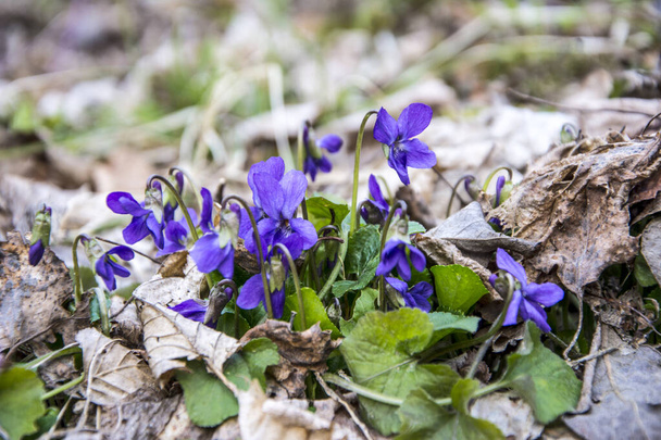Viola Odorata vagyok. Illatos. Tavasszal virágzik az ibolyavirág erdő. Az első tavaszi virág, lila. Vad ibolyák a természetben. - Fotó, kép