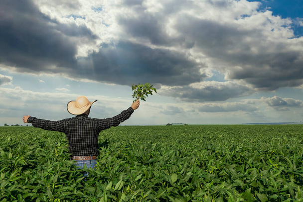 Молодой фермер в шляпе держит соевые бобы на соевом поле. - Фото, изображение