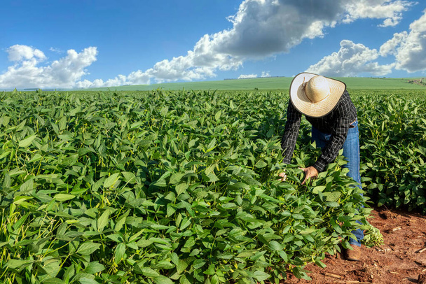 Γεωπόνος που επιθεωρεί καλλιέργειες σπόρων σόγιας που καλλιεργούνται στο χωράφι. Σχέδιο γεωργικής παραγωγής. νεαρός γεωπόνος εξετάζει σογιέλαιο στο χωράφι το καλοκαίρι. Αγρότης σε χωράφι σόγιας. - Φωτογραφία, εικόνα
