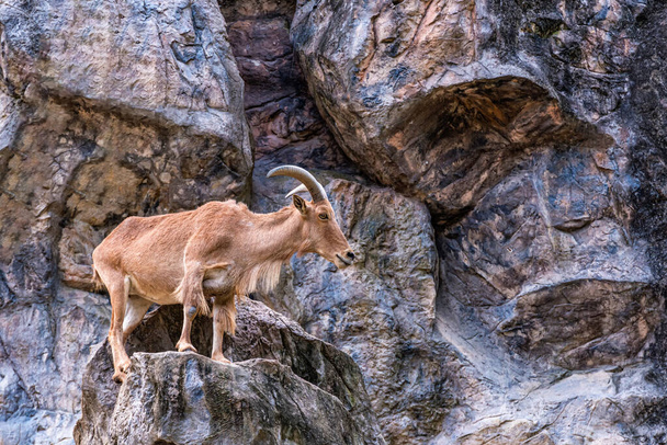 Mouton barbare (Ammotragus lervia) belle fourrure brune sur les rochers de la montagne - Photo, image