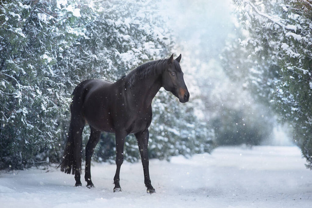 Black stallion in winter snow wood landscape - Fotó, kép
