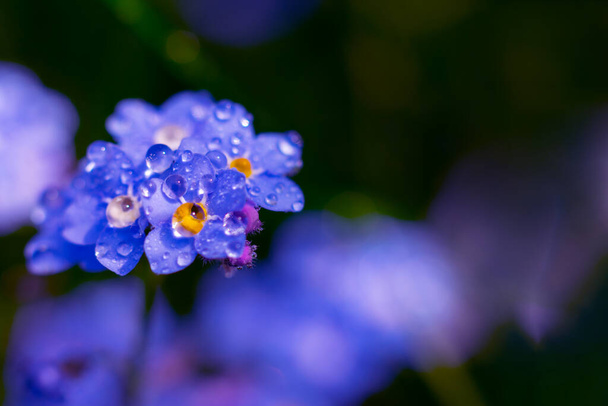 Toned beautiful floral background with forget-me-not flower. Delicate petals with water drops. Bokeh effect - Photo, Image