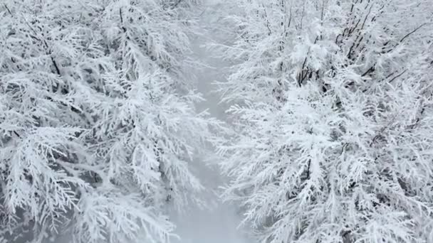Os galhos das árvores, cobertos com geada branca de neve, inclinaram-se sobre o caminho. Vista superior na beleza de inverno. - Filmagem, Vídeo
