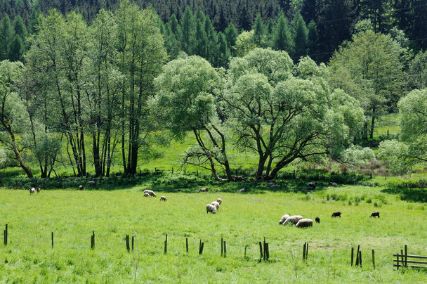  Schafe auf einer Weide im Odenwald - Photo, image