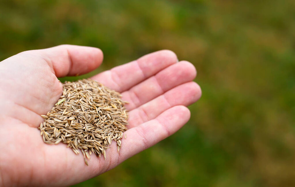 Grass seeds in an young adult caucasian human hand on green background. Spring garden repair concept. - 写真・画像