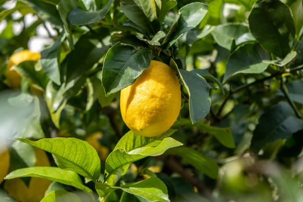 Limone appeso a un ramo di limone. Giallo frutta matura su sfondo verde fogliame primo piano vista, giornata di sole in giardino - Foto, immagini