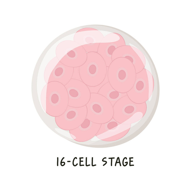 Плоска векторна медична ілюстрація ембріонального розвитку людини. Морбула або ембріональна клітина, що складається з 16 клітин у твердій кулі, стадія сегментації заплідненої яйцеклітини. Ізольований малюнок на білому
  - Вектор, зображення