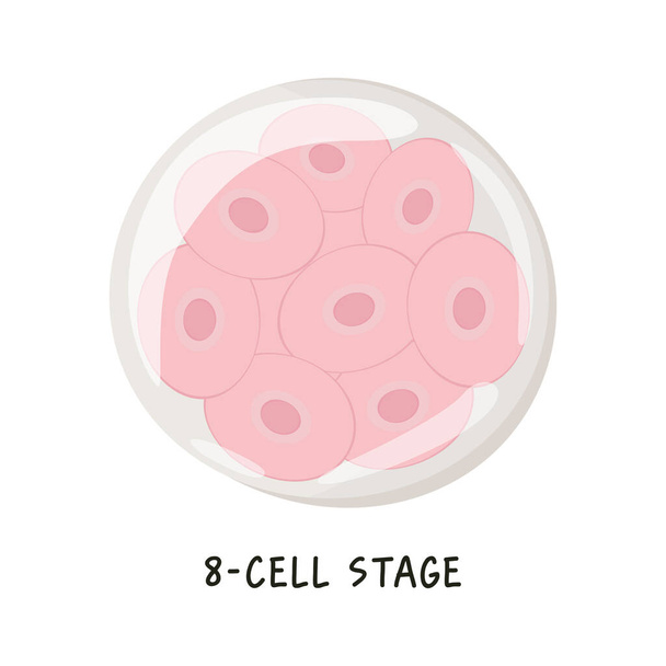 Επίπεδη διανυσματική ιατρική απεικόνιση της ανθρώπινης εμβρυϊκής ανάπτυξης ή της ανθρώπινης εμβρυογένεσης από το ζυγωτό έως τη γαστρούλα. Στάδιο 8 κυττάρων. Μεμονωμένο σχέδιο σε λευκό φόντο. - Διάνυσμα, εικόνα