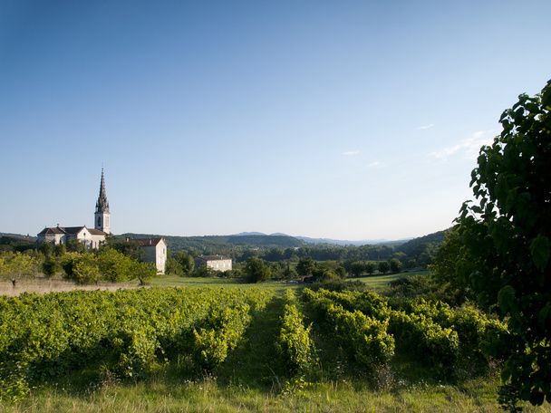 Old church in a French landscape with grape vines  - Photo, Image