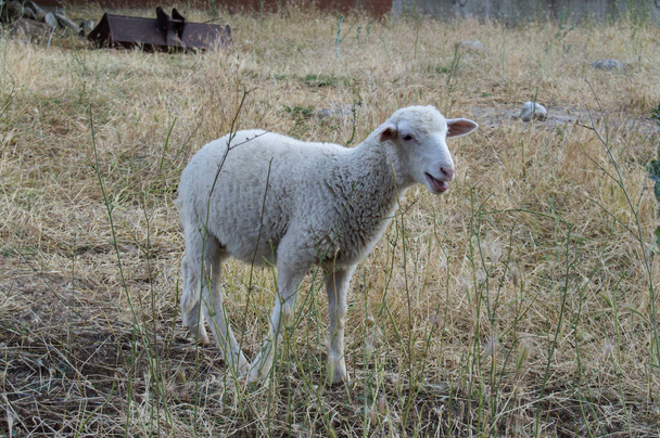 una oveja solitaria en un prado - Foto, Imagen