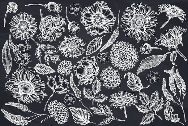 Vector set of hand drawn chalk poppy flower, gerbera, sunflower, milkweed, dahlia, veronica - Vektori, kuva