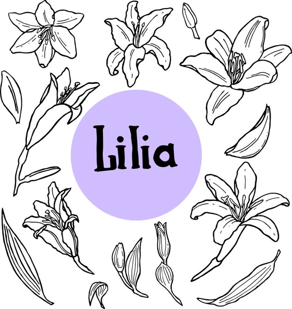 Hand drawn lilly blooming set. Traditional spring flowers in ink style - Vector, Image