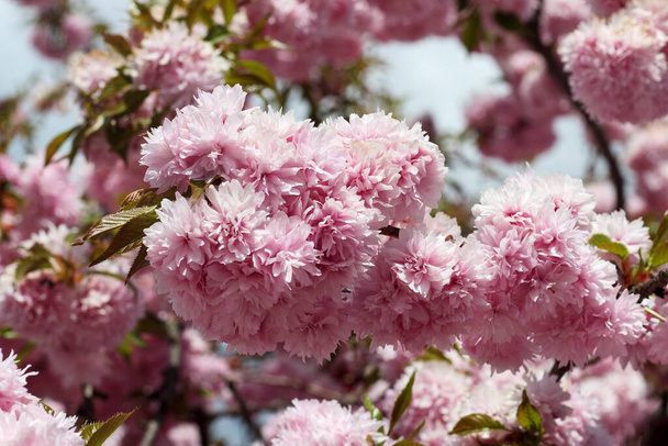 Kirschbaum in voller Blüte. Sakura-Filiale dicht. - Foto, Bild