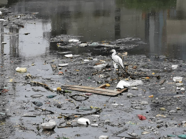 自然の中で汚染されたピンヒロス川の眺め中に鳥がいる - 写真・画像