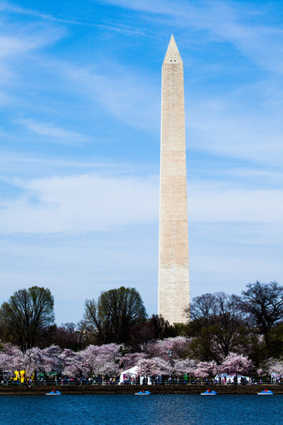 Washington dc wiśni kwiat z jeziora i washington monument.  - Zdjęcie, obraz