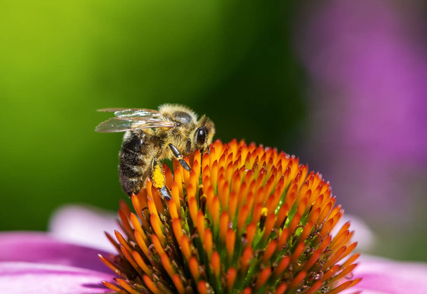 Macro d'une abeille recueillant du nectar à une fleur de convoyeur - Photo, image