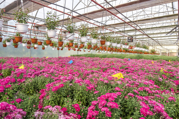 rows of young flowers aster in greenhouse with a lot of indoor plants on plantation - Фото, зображення