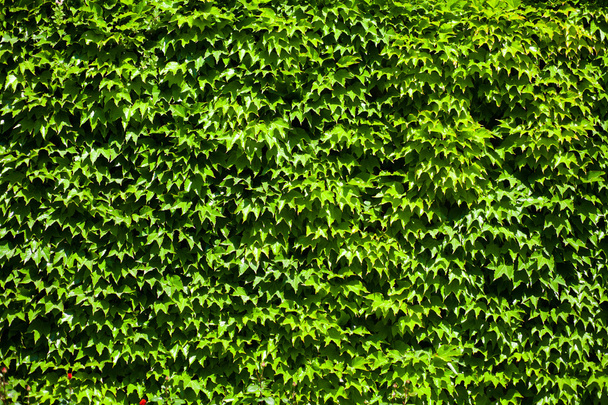 τοίχο από φύλλα - Φωτογραφία, εικόνα