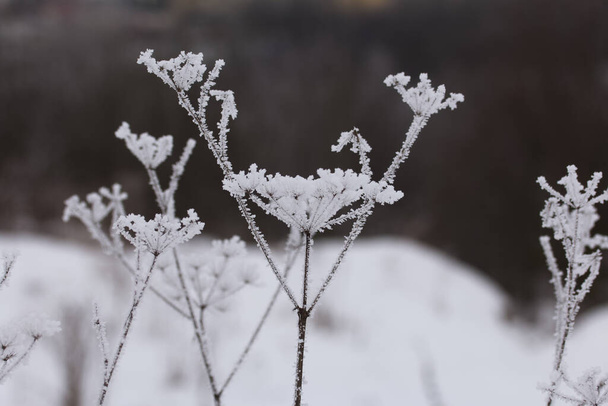 Dried plants in a winter park. The plants are covered with beautiful snow patterns. Shot close-up. - Fotografie, Obrázek
