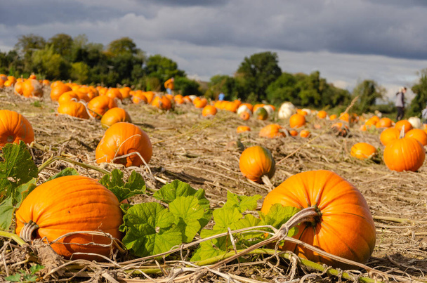Pumpkin field with lots of different kinds! Pick your own for a lovely pie or carve for a Halloween. - Photo, Image