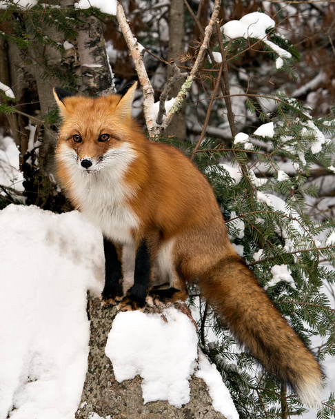 Red fox looking at camera, sitting on a rock in the winter season in its environment and habitat with snow background displaying bushy fox tail, fur. Fox Image. Picture. Portrait. Fox Stock Photo. - Zdjęcie, obraz