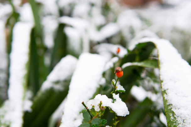 冬に白い雪に覆われた赤い多花序が - 写真・画像