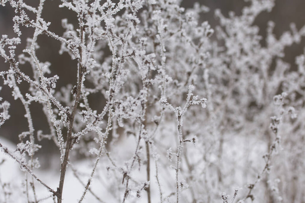 Dried plants in a winter park. The plants are covered with beautiful snow patterns. Shot close-up. - Фото, изображение