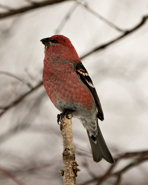 Pine Grosbeak close-up profile view, perched  with a blur background in its environment and habitat. Image. Picture. Portrait. Pine Grosbeak Stock Photo. - Foto, afbeelding