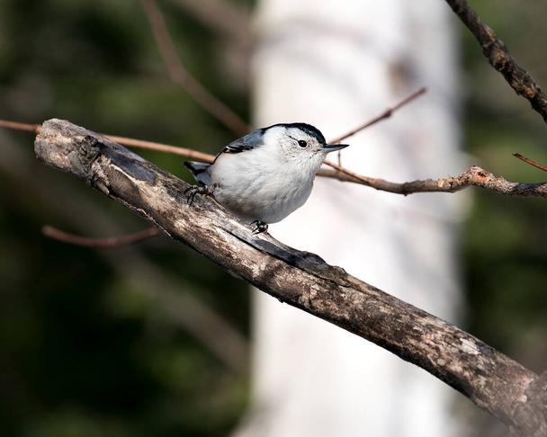 White-Breasted Nuthatch close-up profile view perched on a branch with a blur background in its environment and habitat. Image. Picture. Portrait. White-Breasted Nuthatch Stock Photo.  - Photo, Image