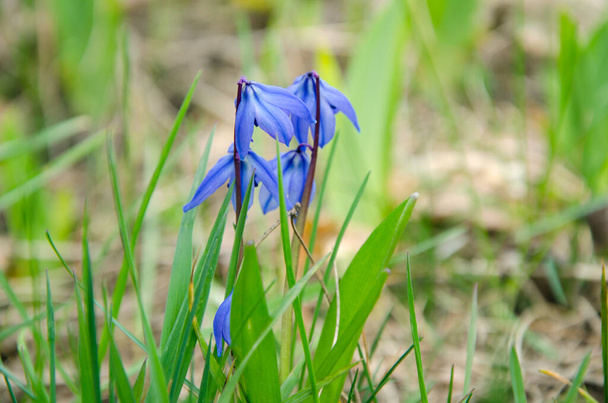 beautiful blue spring flowers Scilla siberica in the forest - Photo, Image