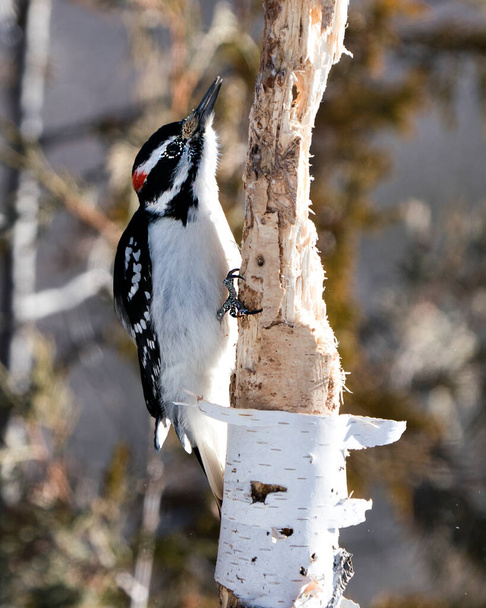 Woodpecker close-up profil pohled posazené zobrazující peří peří peří v jeho prostředí a stanoviště v lese s rozmazaným pozadím. Obrázek. Fotka. Portrét. Dřevorubec Stock Fotka. - Fotografie, Obrázek
