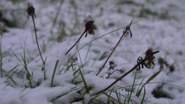 Gras mitten im Winter nach Schneefall - Filmmaterial, Video