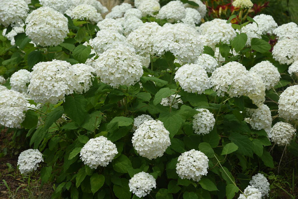 Annabelle hydrangea (Smooth hydrangea) is a Hydrangeaceae deciduous shrub that is native to the United States and its white flowers are a feature of the rainy season. - Photo, Image